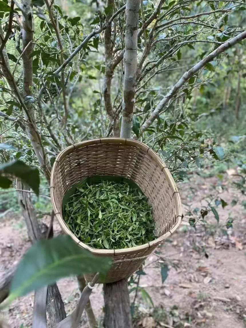 曼松贡茶——王子山原生古树